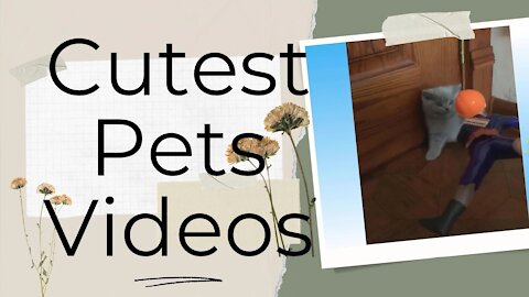 SMILE LIKE NO OTHER WITH THESE CUTEST PETS VIDEOS