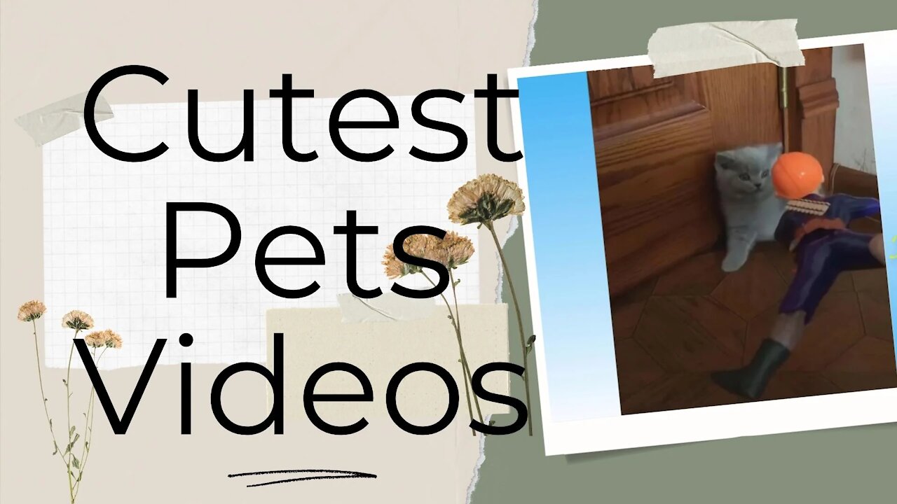 SMILE LIKE NO OTHER WITH THESE CUTEST PETS VIDEOS