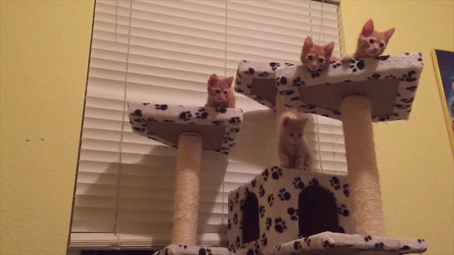 "Kitties In Sync"