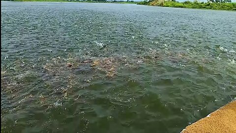 How to prepare and feed live food?Fish feeding with fisherman