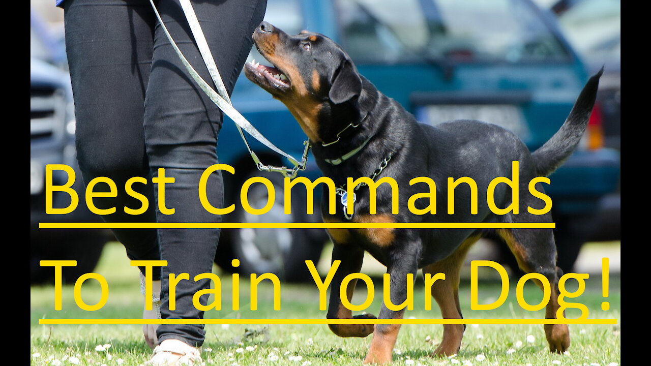 Top 10 Commands to Train Your Dog!