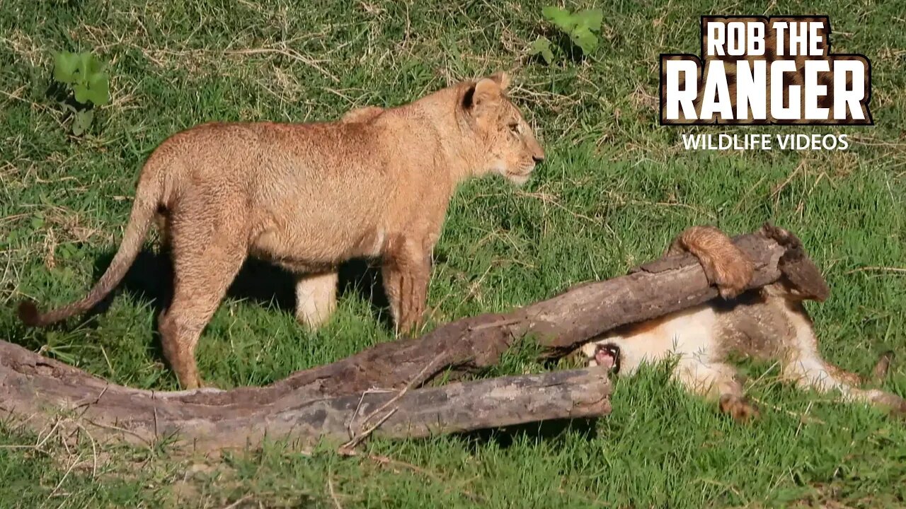 Sand River Lion Pride | Lalashe Maasai Mara Safari