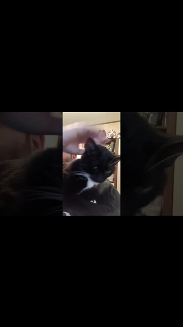 Getting Kitty's love #shorts #shortsvideo #shortsfeed #youtubeshorts #catvideos #cat