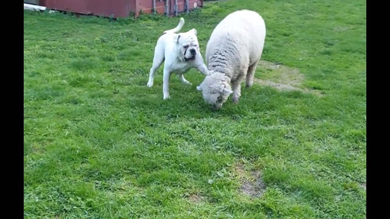 Sheep and Bulldog Play Together | ScenicScenes4
