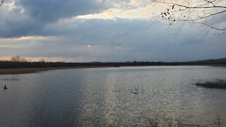 Swans Listen Songs of Nature : Trumpeter Swans Courtship Spring 2021 MN