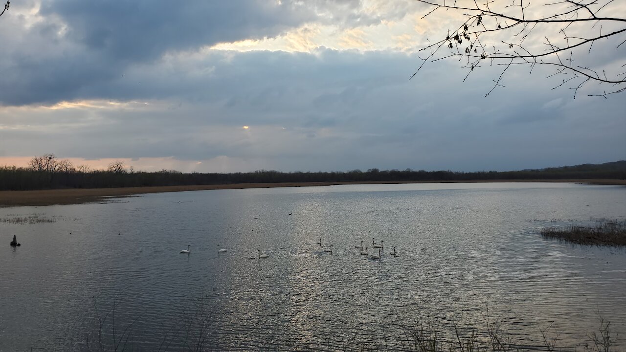 Swans Listen Songs of Nature : Trumpeter Swans Courtship Spring 2021 MN