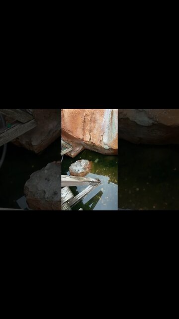 Never seen this before in a wishing well. 100 wishes #shorts #short #money #wish #youtubeshorts