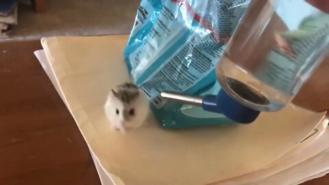 hamster drinking water