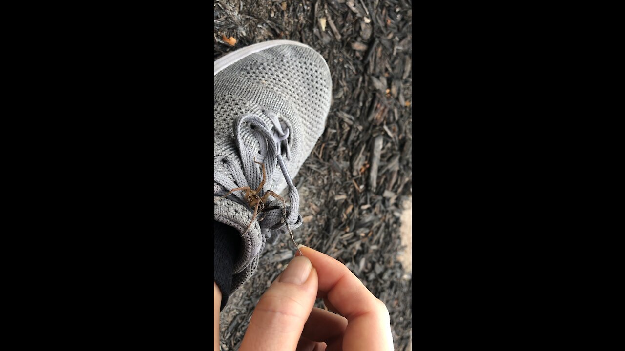 Wolf Spider let’s me pick Web/Dust/Hair off Feet
