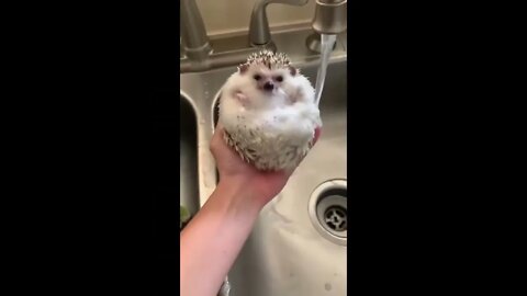 FUNNY ANIMALS 2