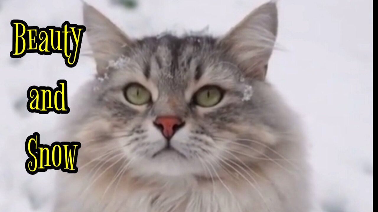 Beauty and Snow - beautiful cats