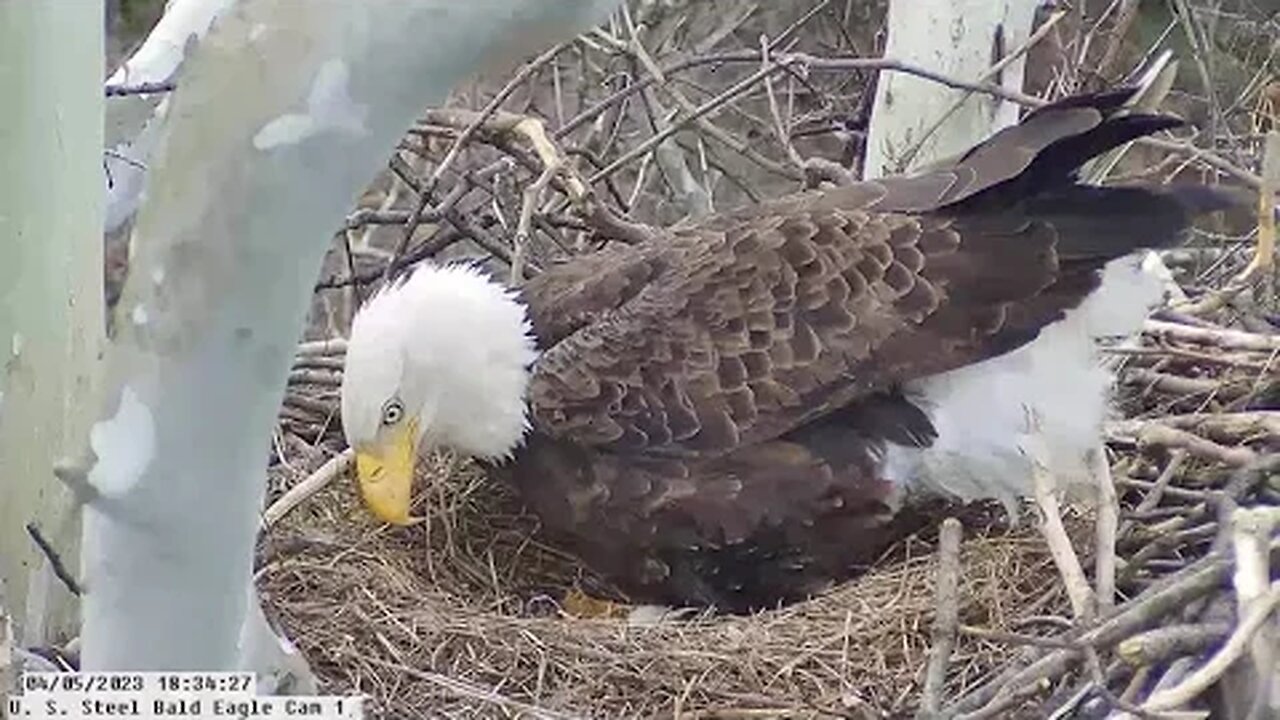 USS Bald Eagle Cam 1 4-5-23 @ 18:35 Egg roll - Hatch in progress