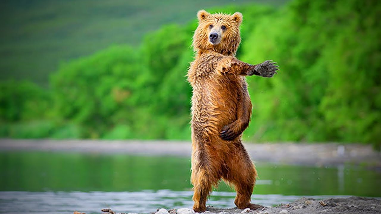 Brown bear enjoys grassland