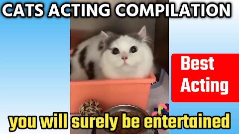 Cute cat acting like Mr. perfectionist,cat acting compilation.