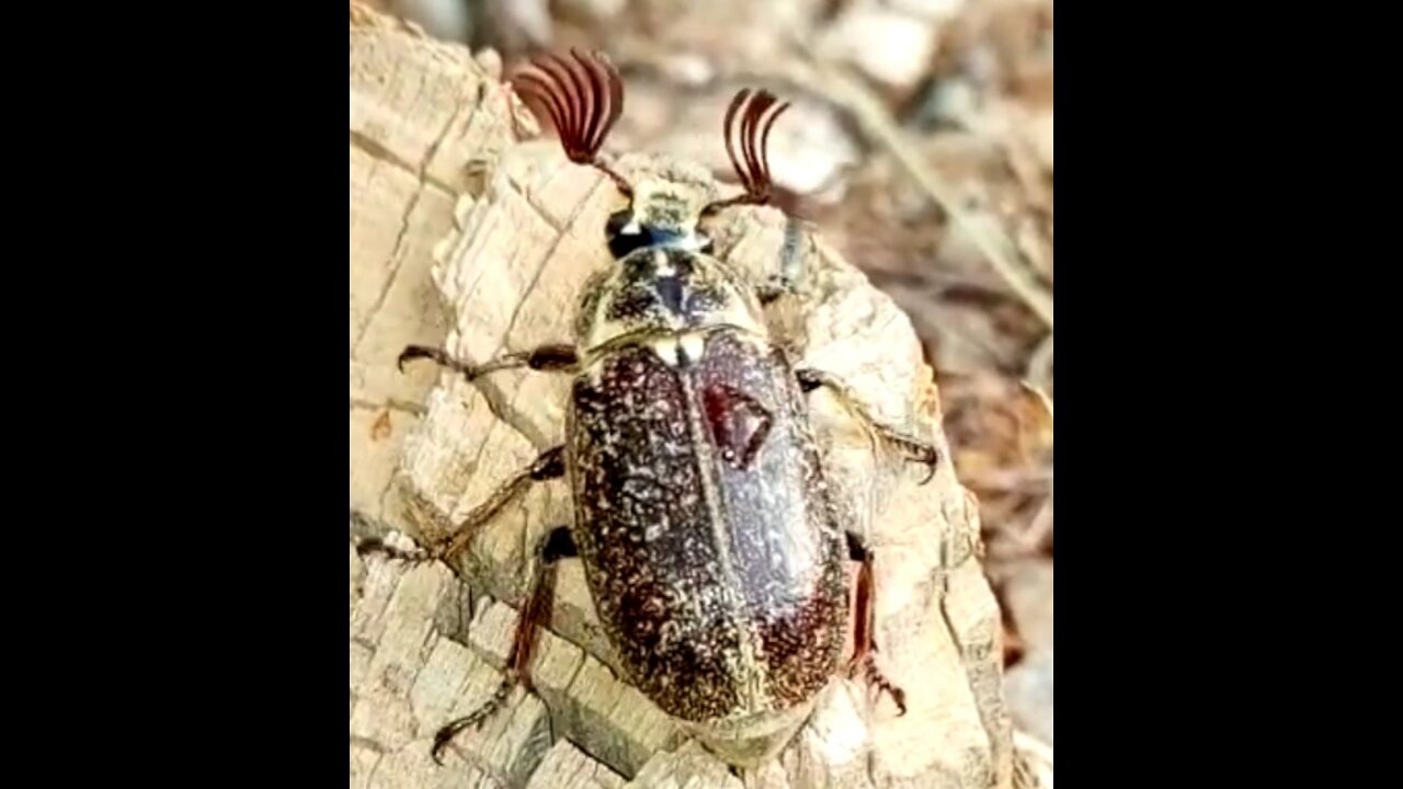 حشرة غريبة بجهاز إستشعار قوي A strange insect with a rather powerful sensor