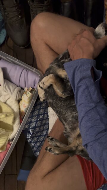 How to brush a dogs teeth