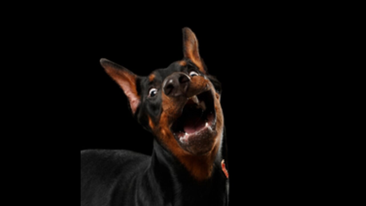 The dog screaming and crying / I can't stop laughing /