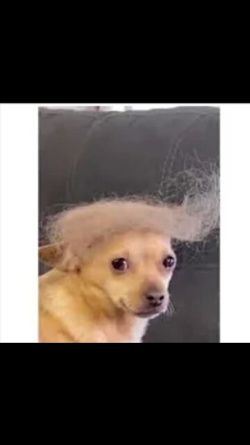Dog Trump
