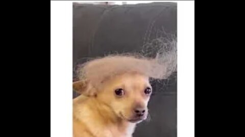 Dog Trump