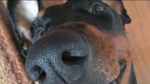 Doberman shows its teeth in hilarious way