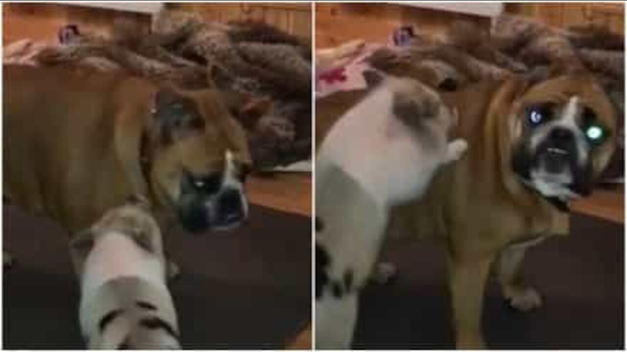 Bulldog infastidito dalla nuova amica, una maialina!