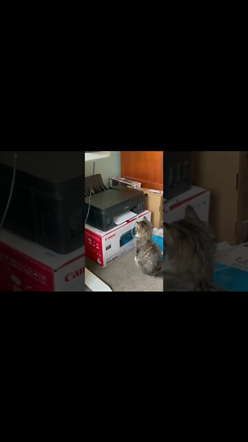 Funny Cats and Kittens Meowing Compilation&Baby Cats -Cute and Funny Cat Videos #shorts (5)