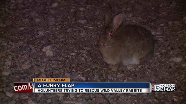 State, animal advocates at odds over feral rabbits problem