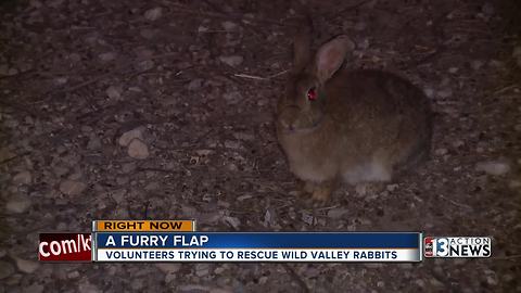 State, animal advocates at odds over feral rabbits problem