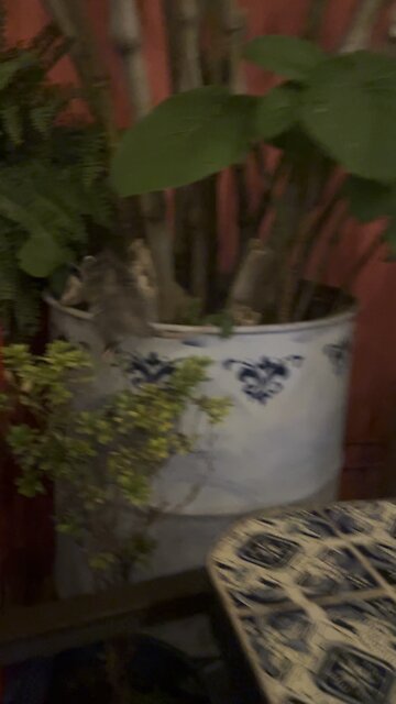 The RATS ARE HIDING!!