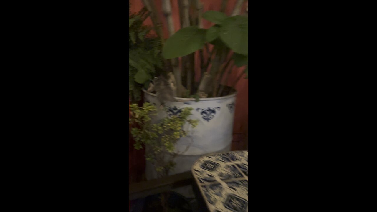 The RATS ARE HIDING!!