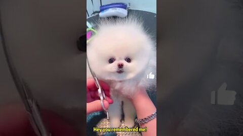 Funny Animals 🤣 Dog at a Barber 🐶, Try Not To LAUGH!!! #Shorts