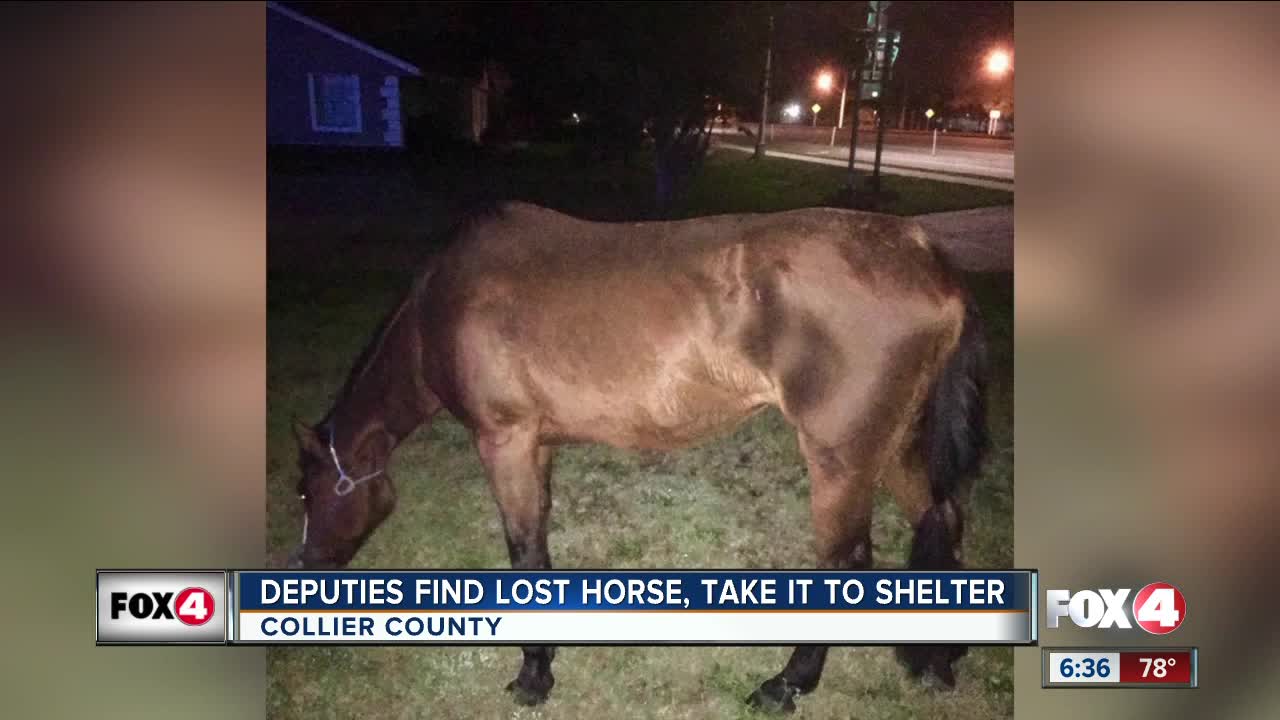 Deputies find wandering horse in Collier County