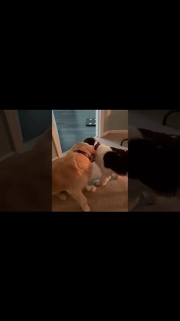 Fluffy Golden Retriever + Springer Spaniel Pups With A Mouse Toy!