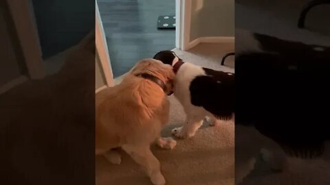 Fluffy Golden Retriever + Springer Spaniel Pups With A Mouse Toy!