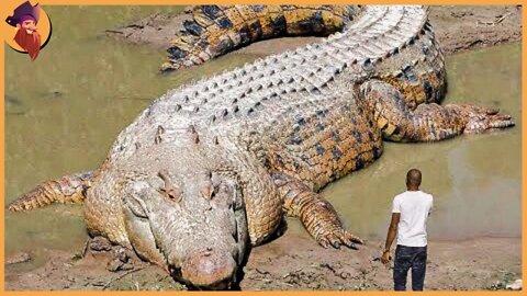 15 Biggest Animals Ever Captured