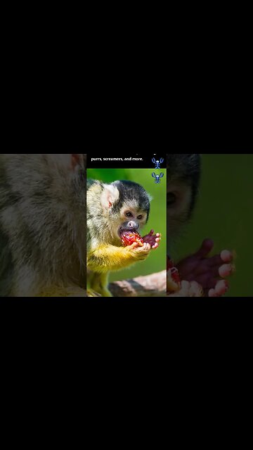 Squirrel monkeys can make different sounds #monkey #shorts