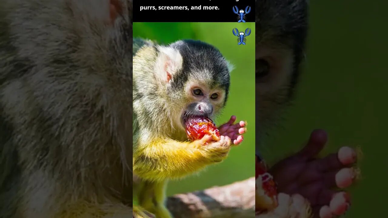 Squirrel monkeys can make different sounds #monkey #shorts