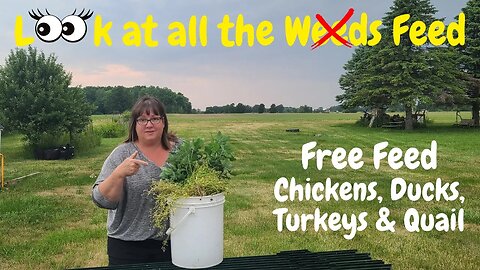 How to Get Free Chicken Food Easily and Quickly