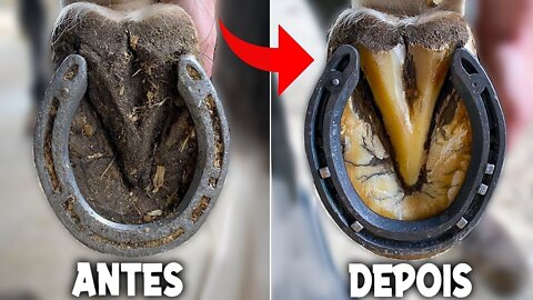 Farrier-Hoof Restoration-Satisfying