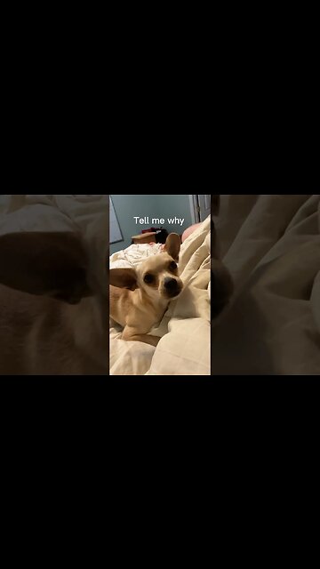 Tell me why #chihuahuababy #chihuahuadog #chihuahualover #chihuahuafanatics #funnychihuahua #funny