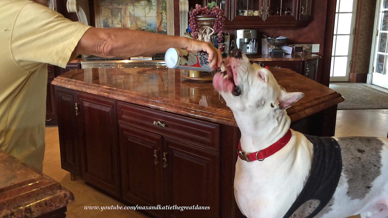 Happy 200 lb Great Dane Loves Reddi Wip Whipped Cream