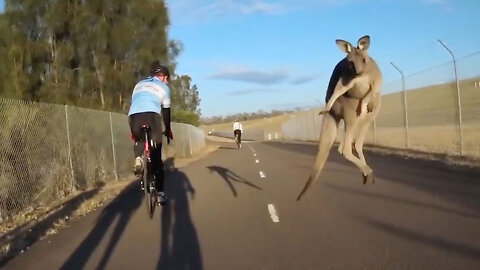 Kangaroo casually bounces around the streets in Australia