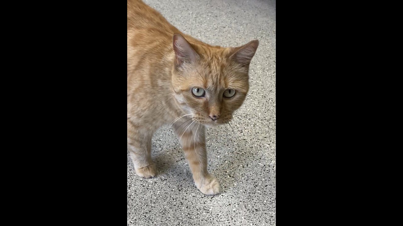 Scared rescue cat comes out from under a chair to visit with a volunteer ❤️