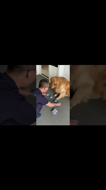 Golden Retriever Smart Dog Knows How To Distinguish Mahjong 🀄