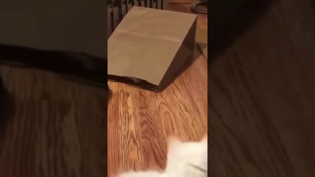 Kittens have fun hide and seek, see how it ends #shorts