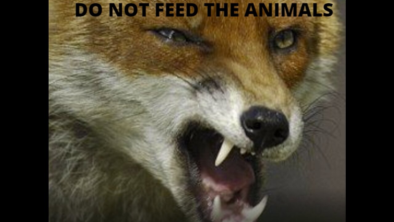 Don't Feed The Animals