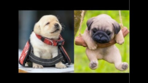 Funny Pets Compilation - Part 16