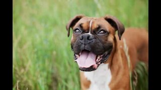 Ce chien s'amuse avec un tuyau d'arrosage