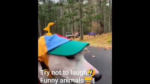 Try to laugh 😂funny animal 😹