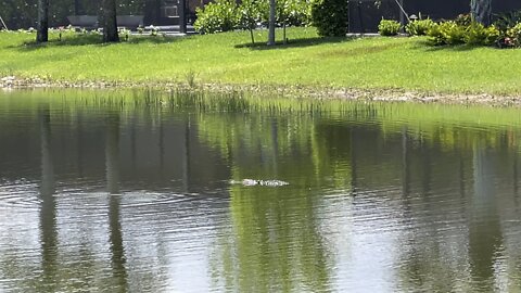 Gator Days of Summer #4K #Alligator